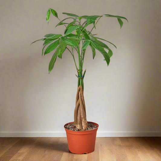 Money Tree 'Guiana Chestnut' Pachira Braid