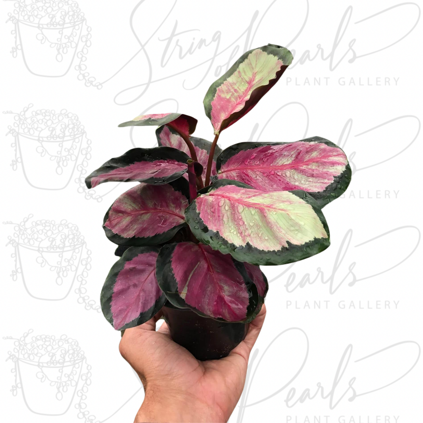 Calathea roseopicta 'Silvia'