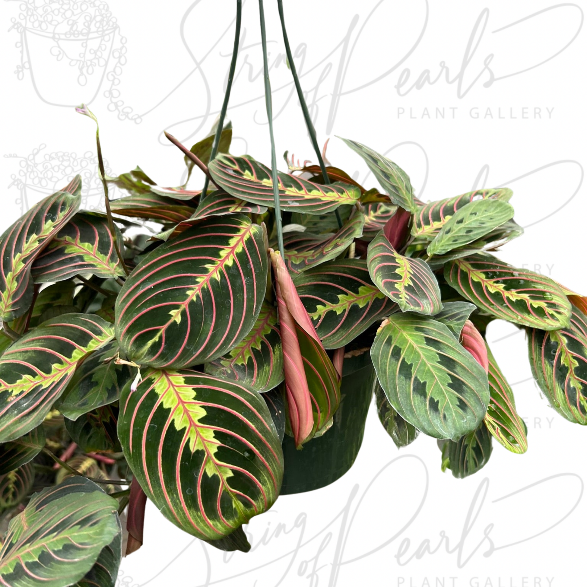 maranta red prayer plant