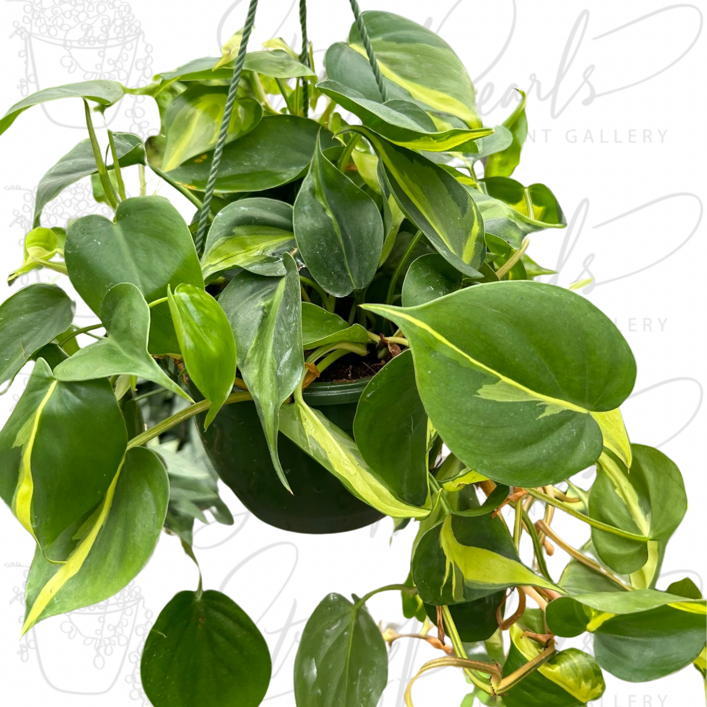 Philodendron 'Brasil'