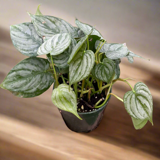 Philodendron 'Brandi'