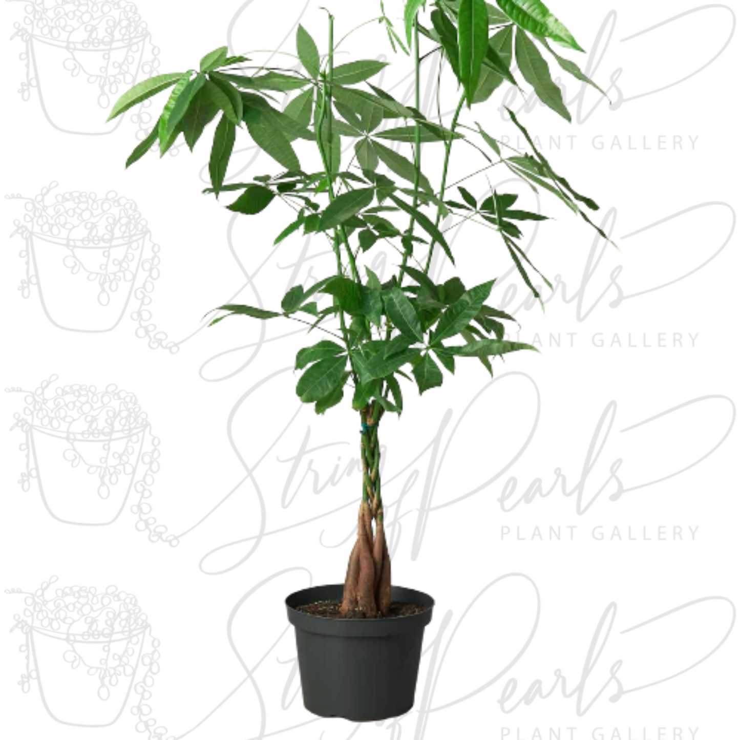 Money Tree 'Guiana Chestnut' Pachira Braid