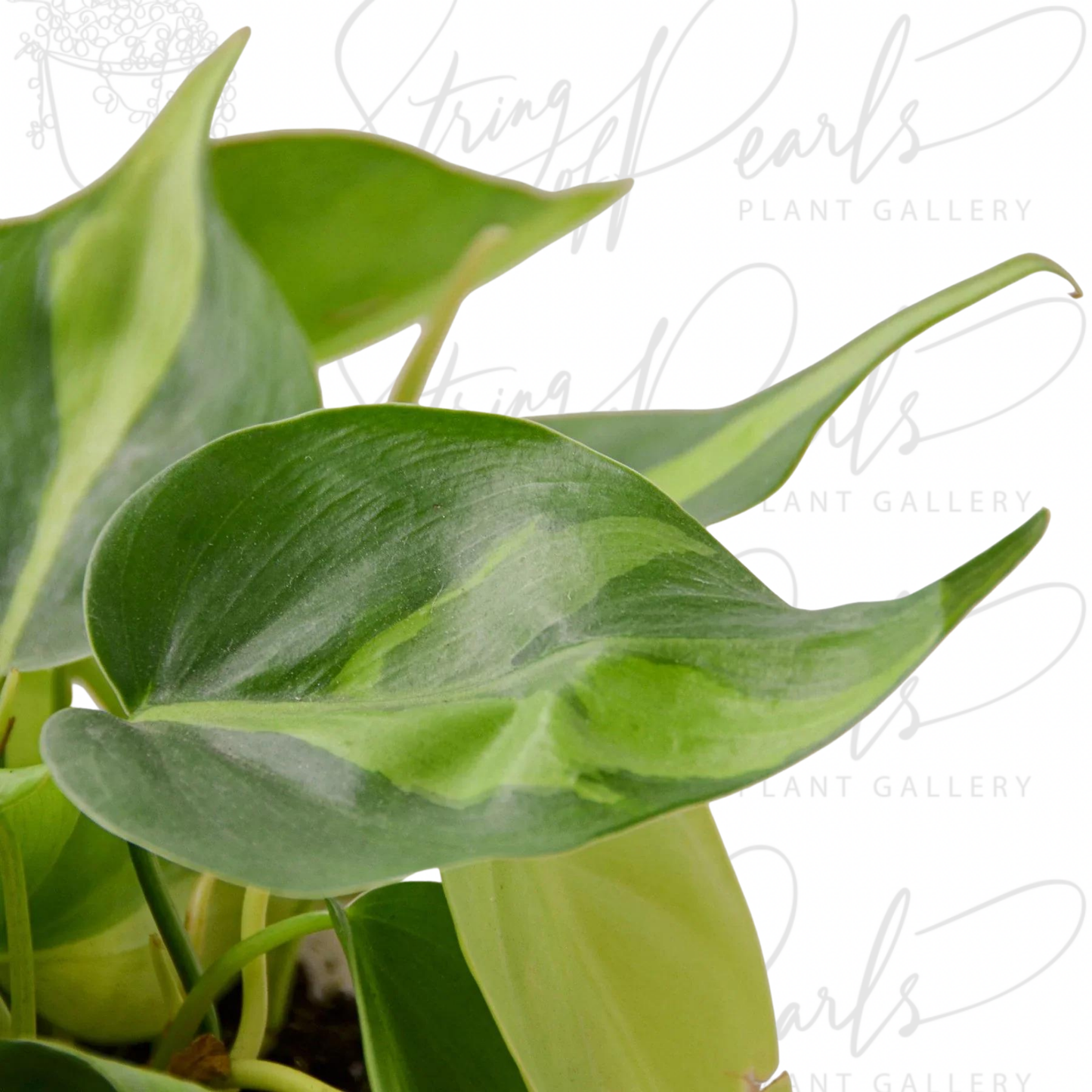 Philodendron 'Brasil'