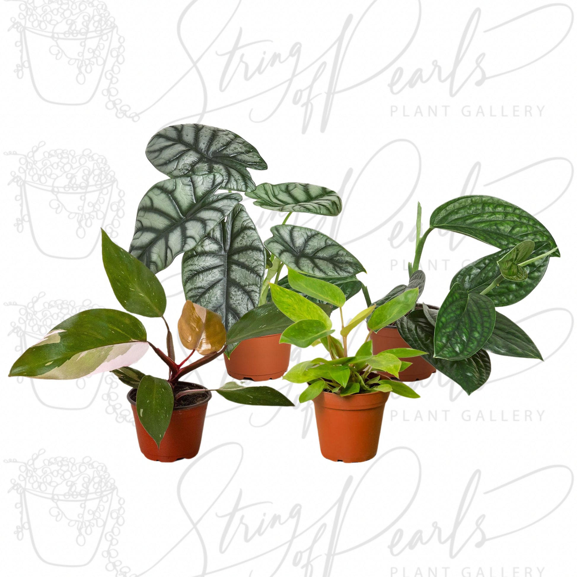 A group of four potted houseplants, including a Philodendron Pink Princess with dark green leaves and pink variegation, an Alocasia Silver Dragon with striking silver and dark green textured leaves, a Neon Pothos with bright lime green foliage, and a Scindapsus Pictus with dark green, velvety leaves speckled with silvery markings. These plants are known for their unique and vibrant foliage, making them popular choices for indoor plant collections.