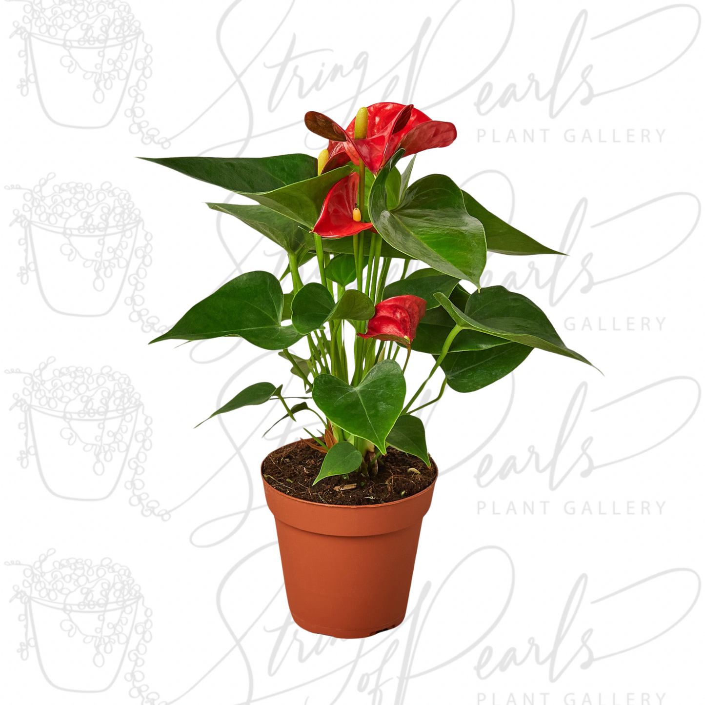 Anthurium 'Red'