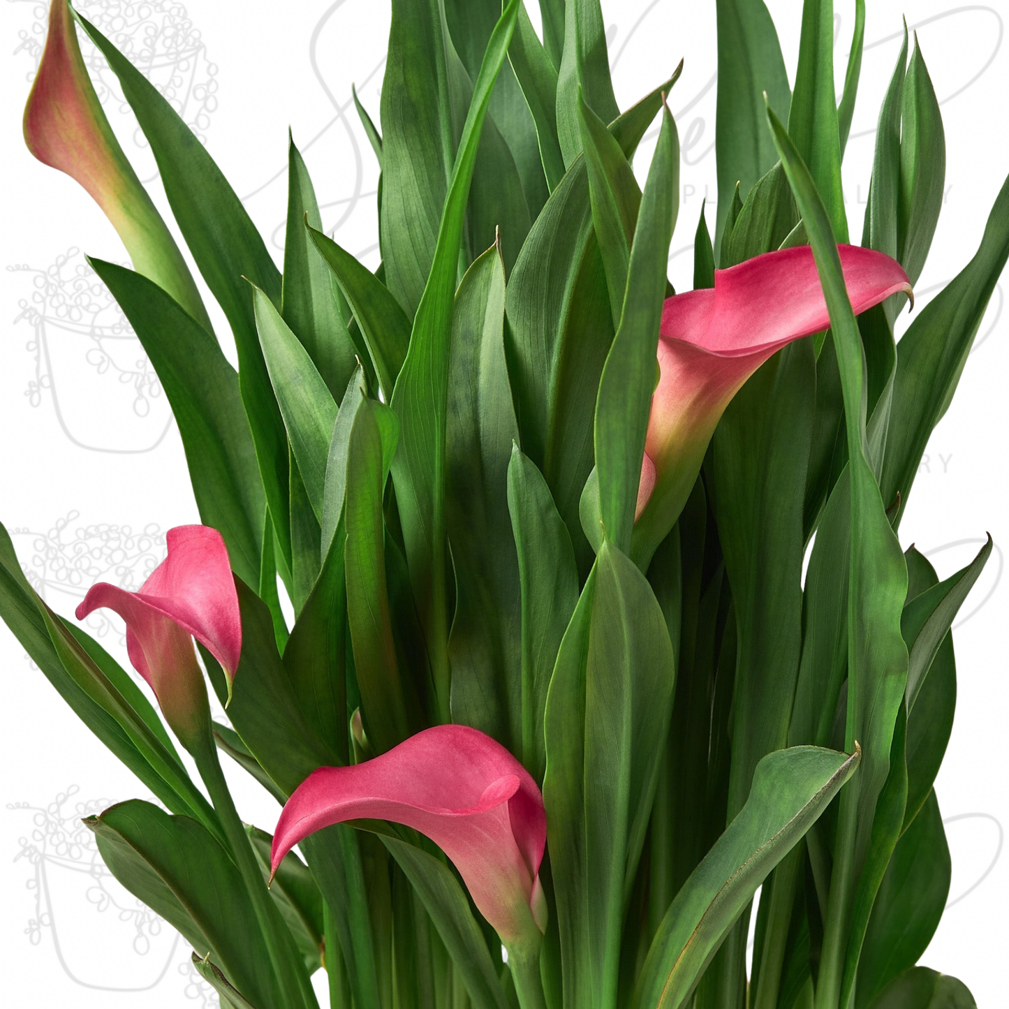 Calla Lily