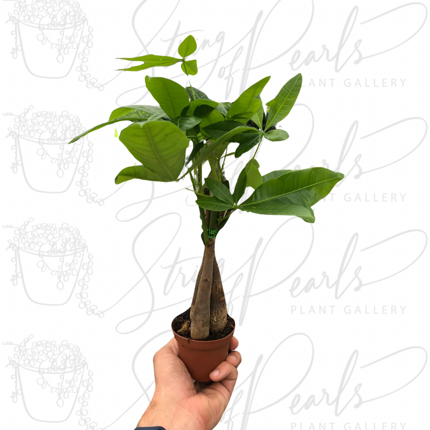 Money Tree 'Guiana Chestnut' Pachira Braid