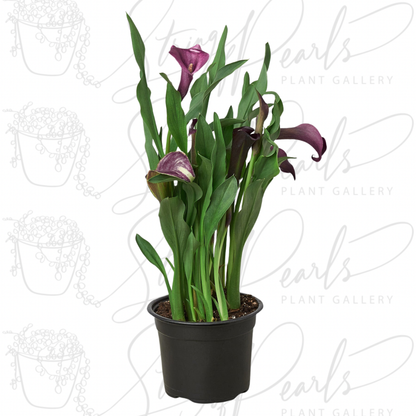 Calla Lily