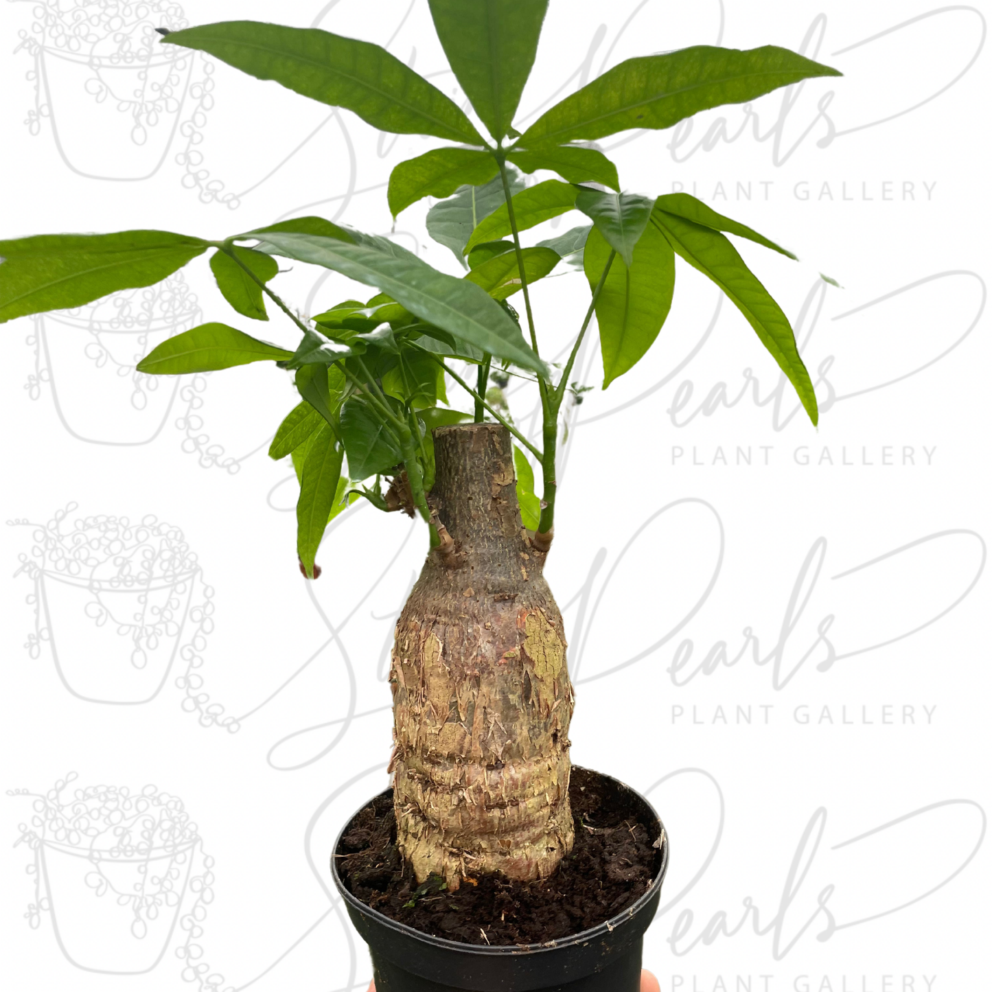 Money Tree 'Guiana Chestnut' Pachira Stump