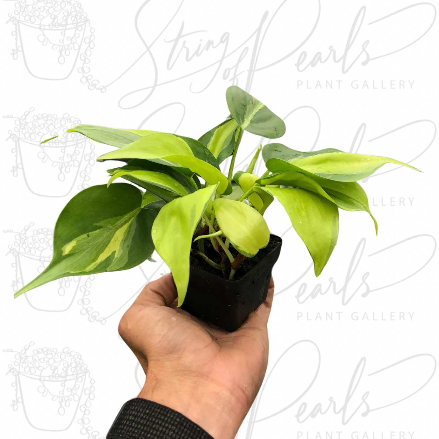 Philodendron 'Brasil'