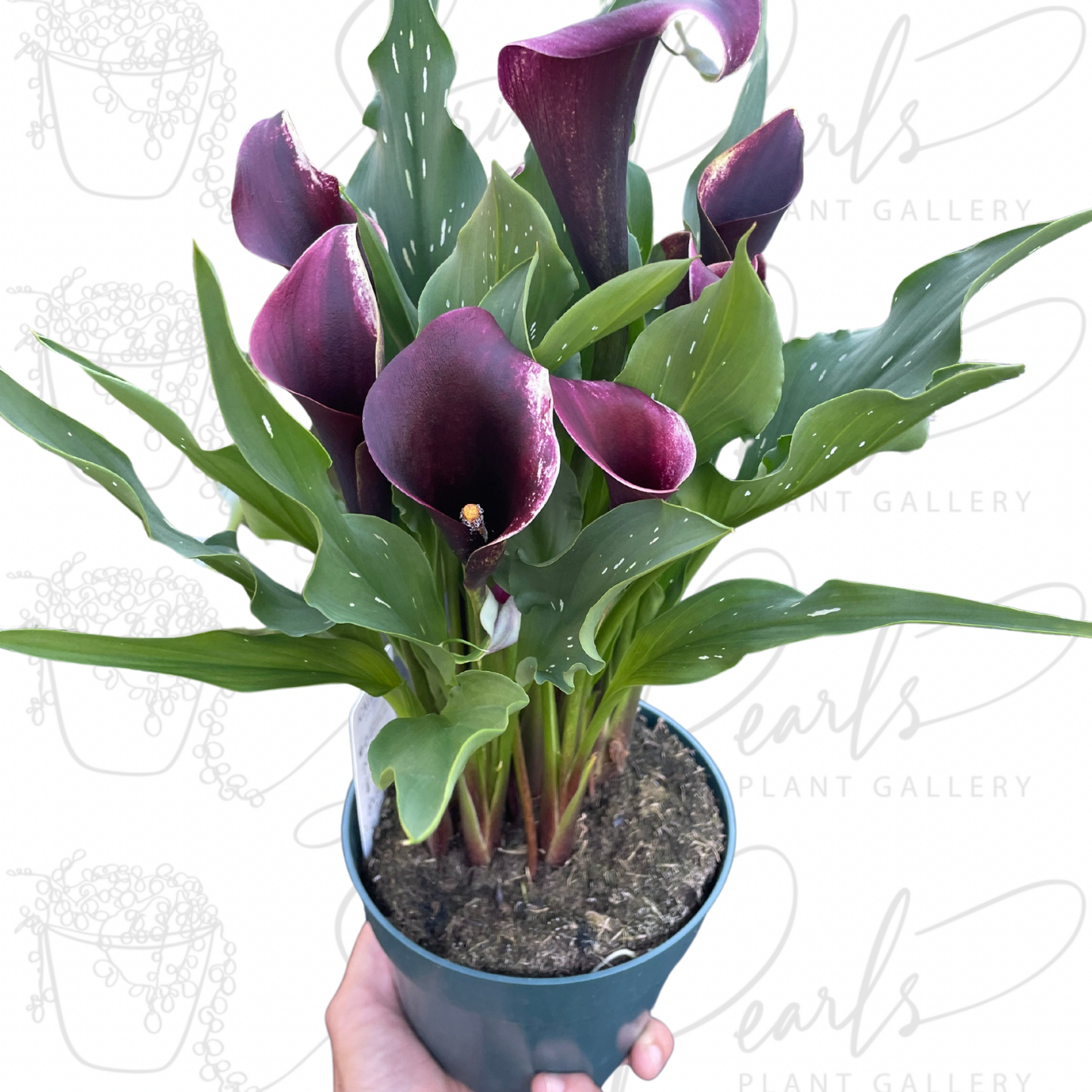 Calla Lily