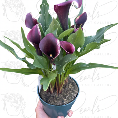 Calla Lily
