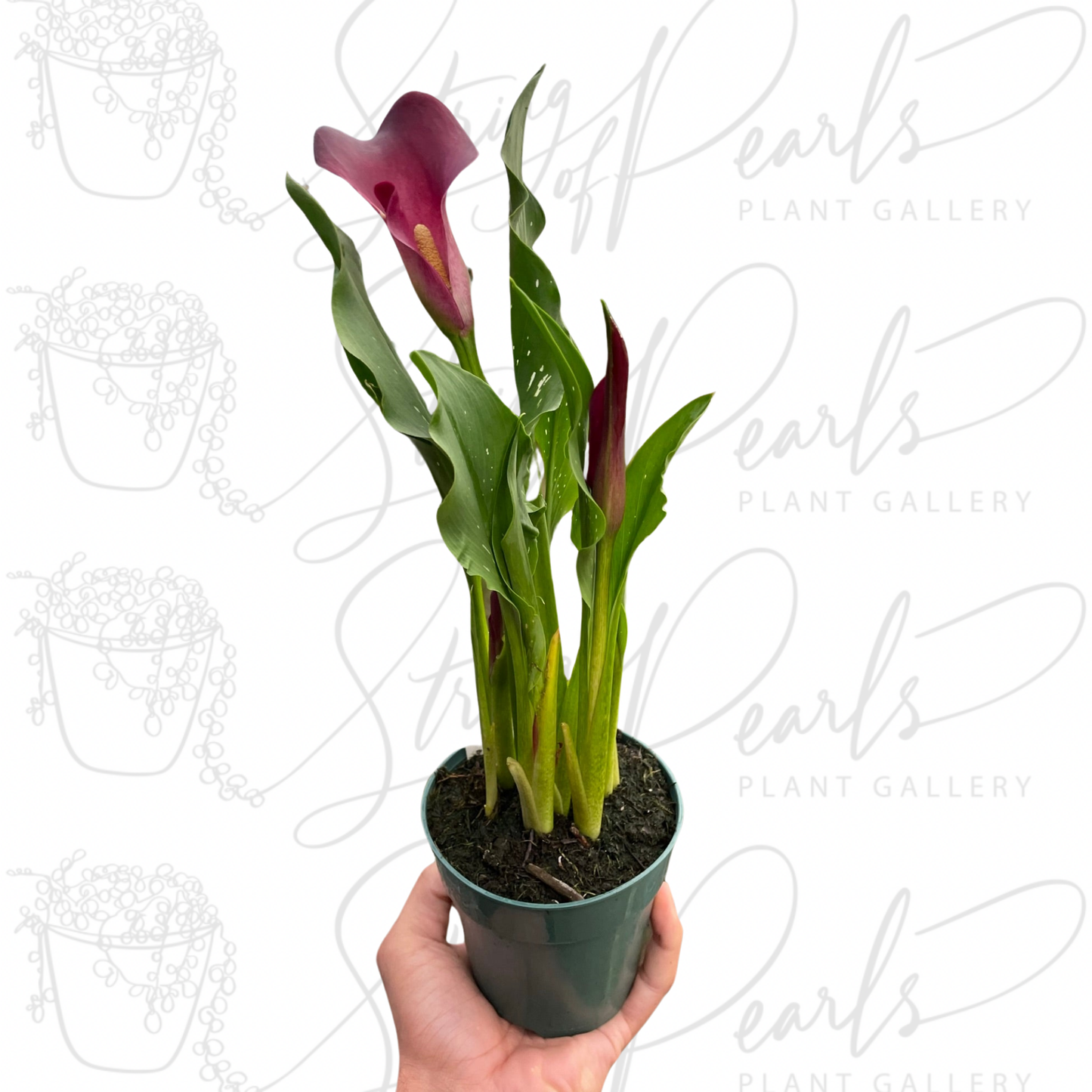 Calla Lily