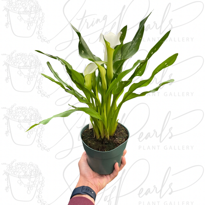 Calla Lily
