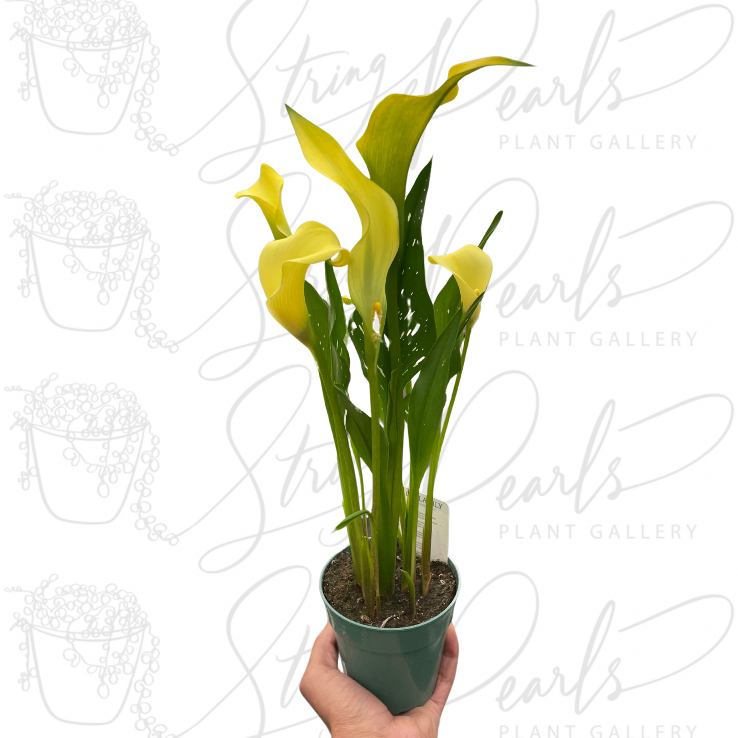 Calla Lily