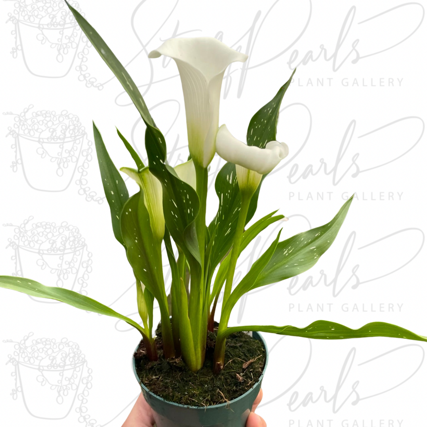 Calla Lily