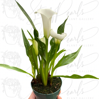 Calla Lily