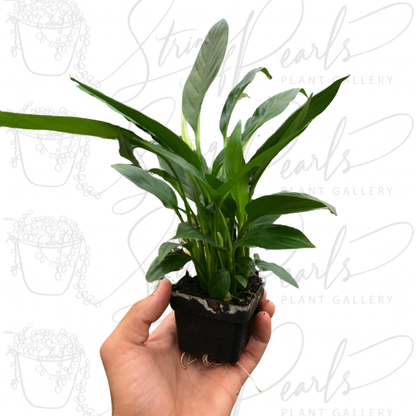 Spathiphyllum 'Peace Lily'