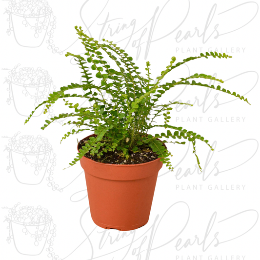 Fern 'Lemon Button'