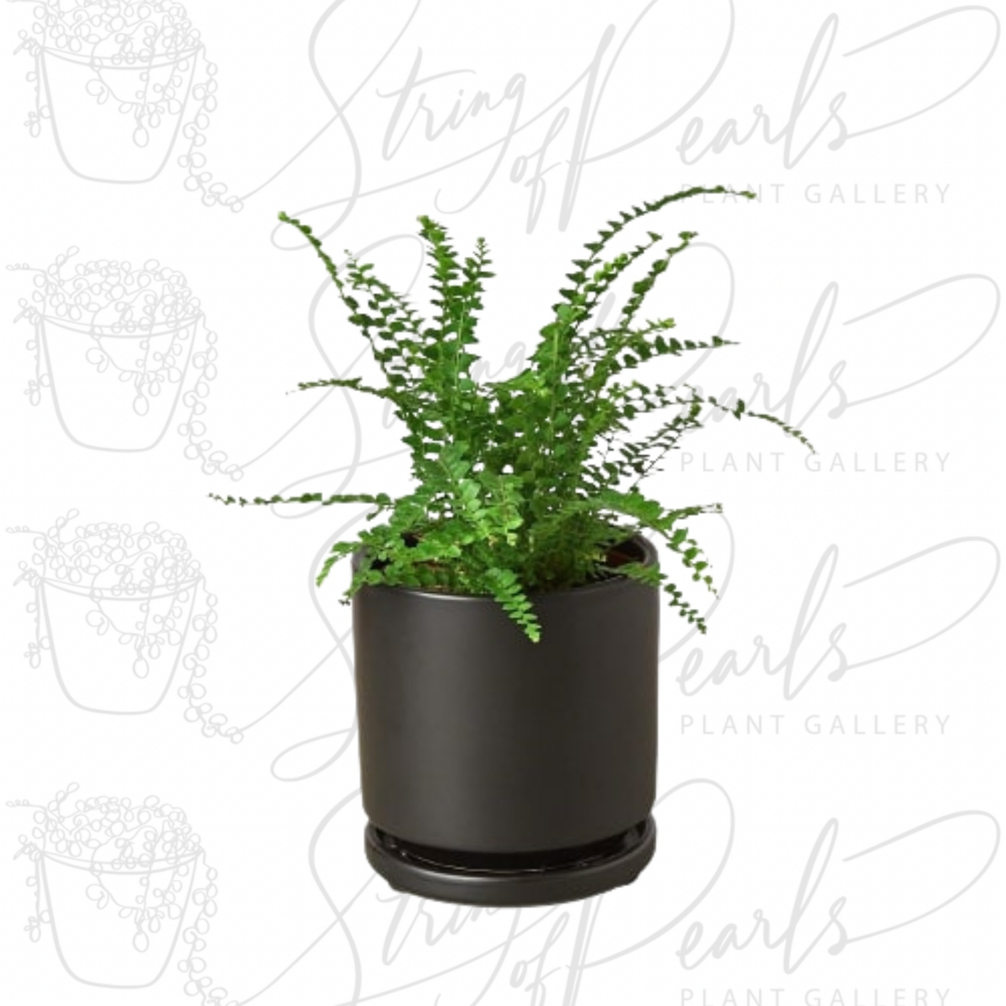 Fern 'Lemon Button'