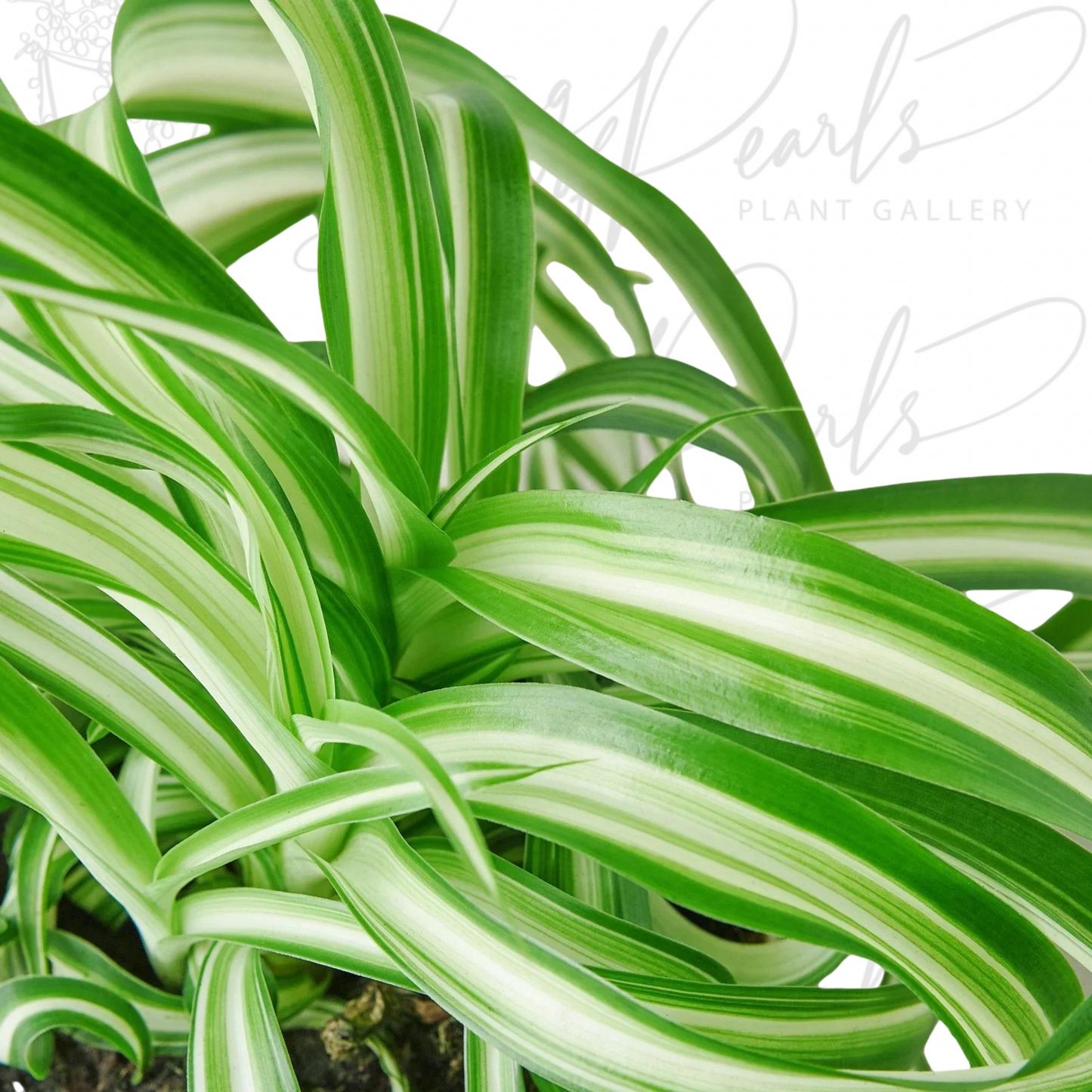 Spider Plant 'Bonnie'