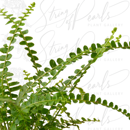 Fern 'Lemon Button'