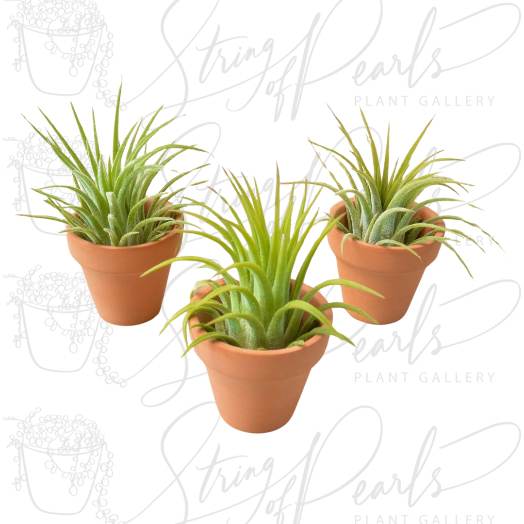 Three potted Air Plants (Tillandsia) with spiky, slender green leaves, displayed in small terracotta-colored pots. These low-maintenance plants are known for their ability to thrive without soil, making them popular choices for unique and versatile indoor plant displays.