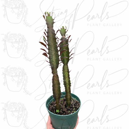 Succulent Euphorbia 'Trigona Rubra'