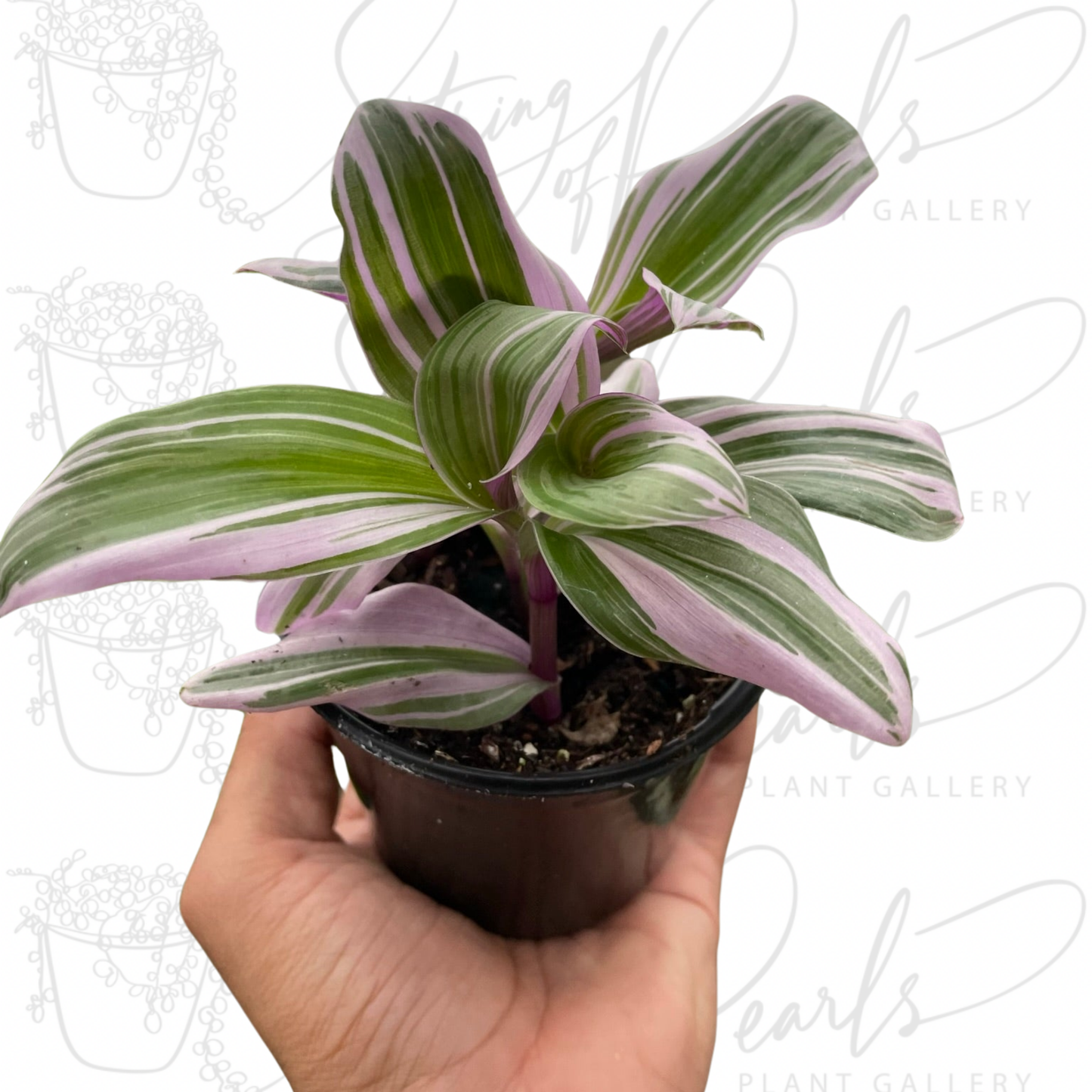 Tradescantia 'Nanouk' - CUTTING