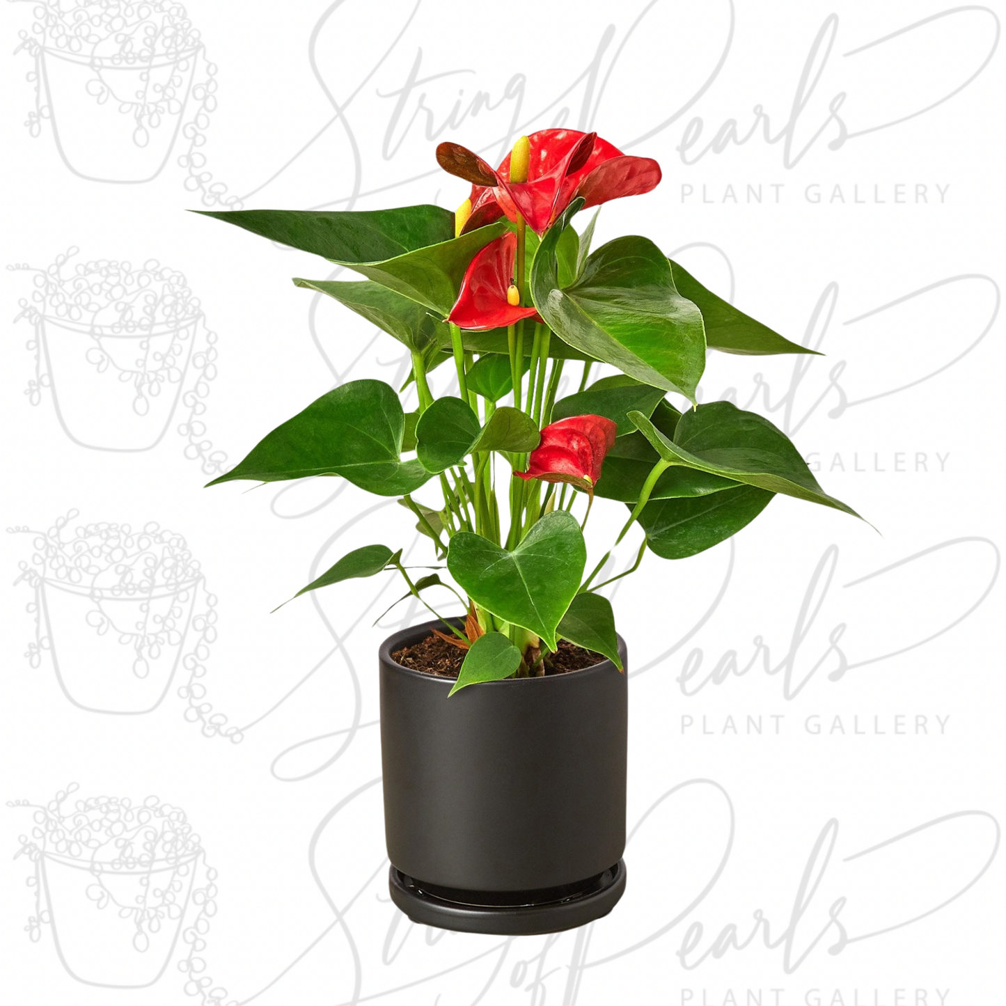 Anthurium 'Red'