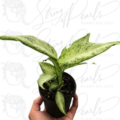 Dieffenbachia 'Camouflage'