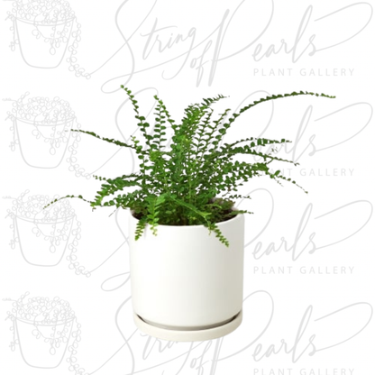 Fern 'Lemon Button'