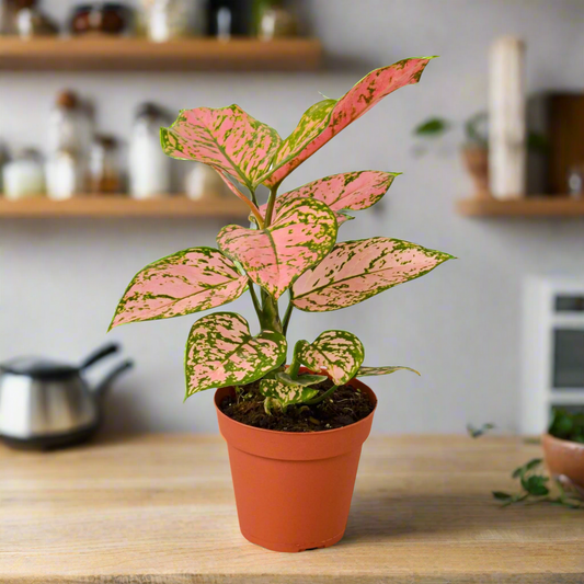 Chinese Evergreen 'Lady Valentine'