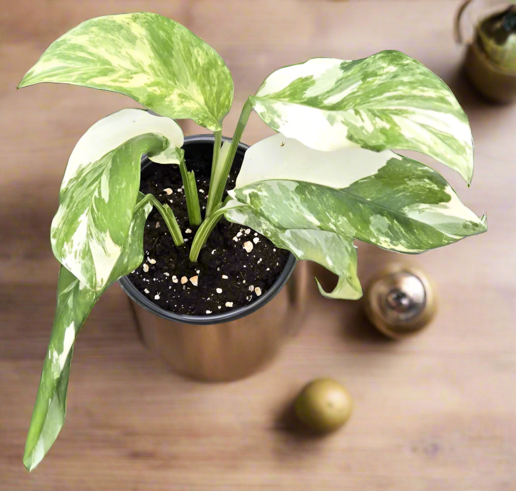 Monstera Lecheriana
