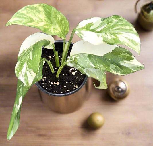 Monstera Lecheriana