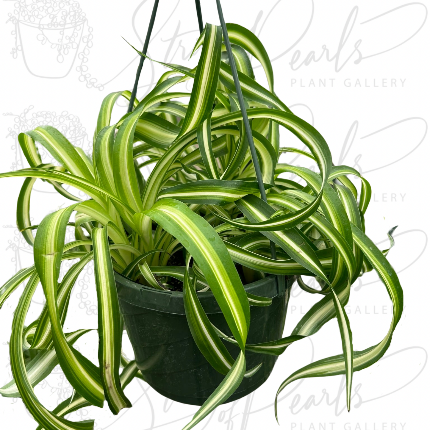 Spider Plant 'Bonnie'