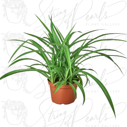 Spider Plant 'Green'