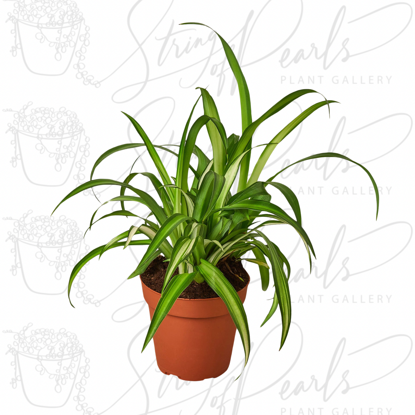 Spider Plant Hawaiian