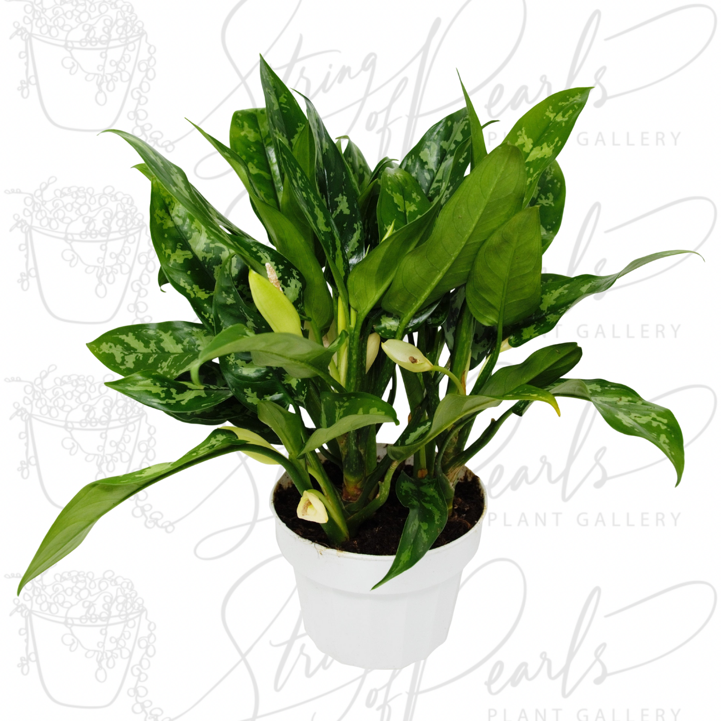 Chinese Evergreen 'Maria'