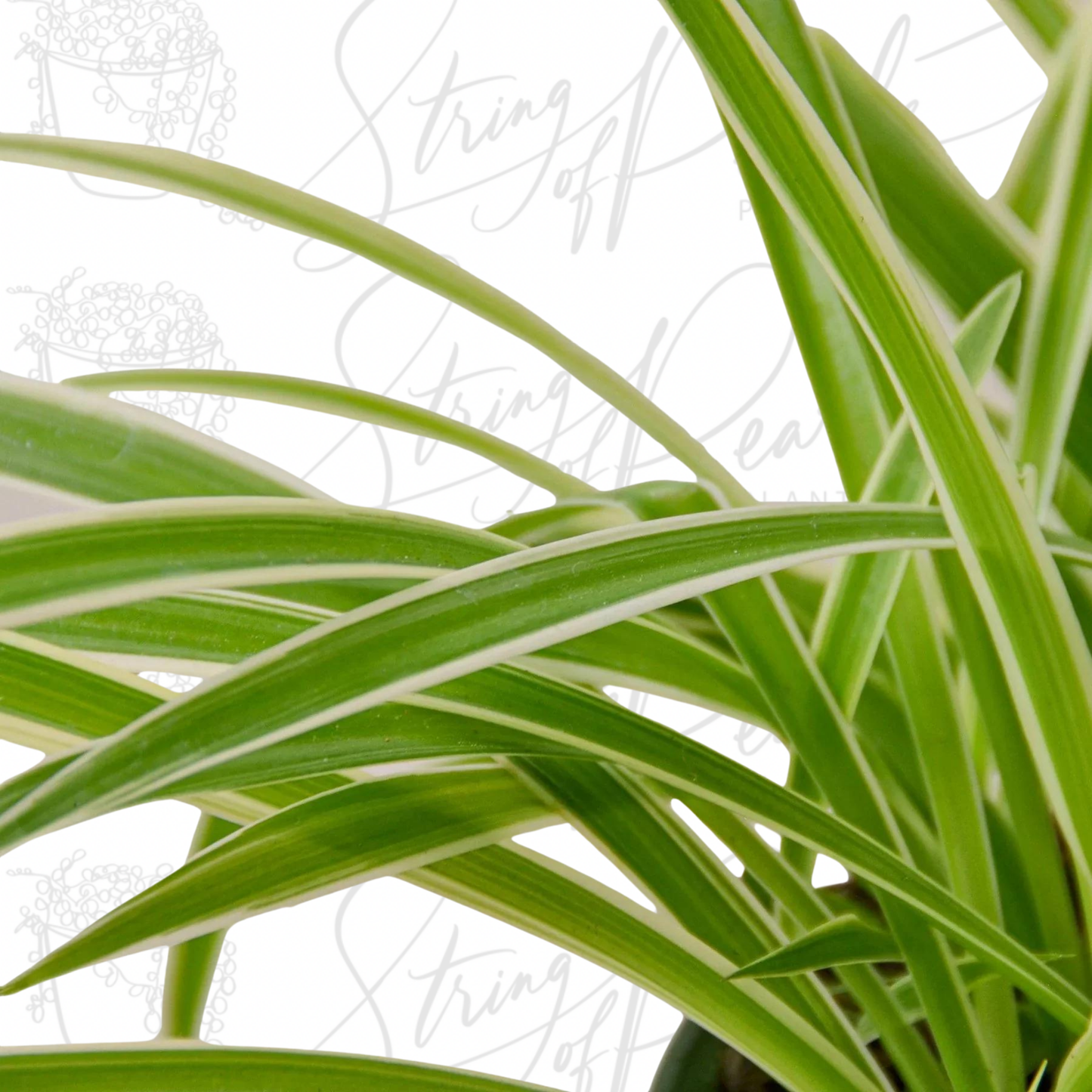 Spider Plant Reverse