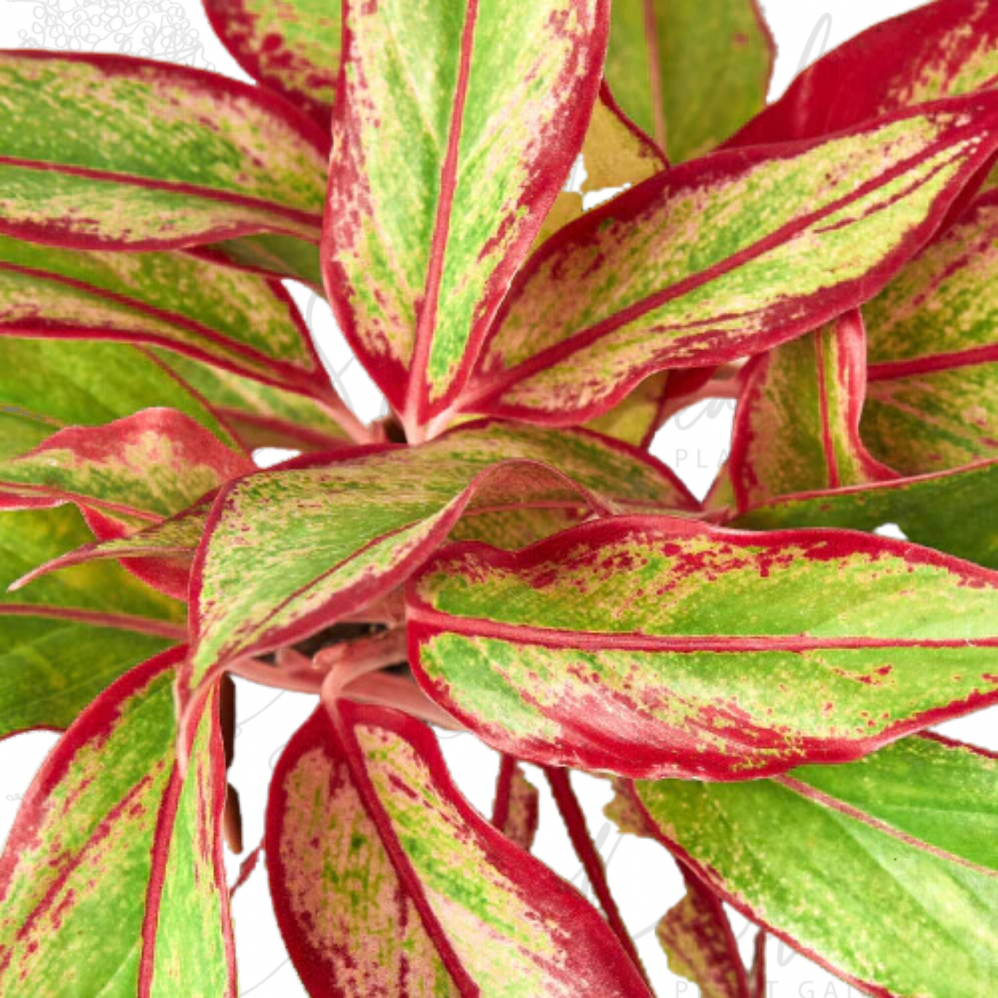 Chinese Evergreen 'Red Siam'