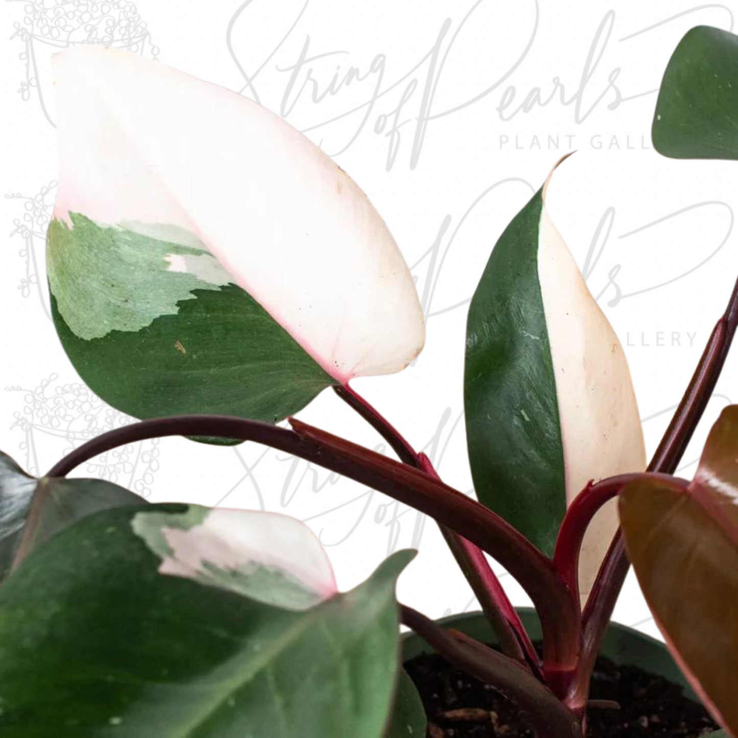 Philodendron 'Pink Princess'