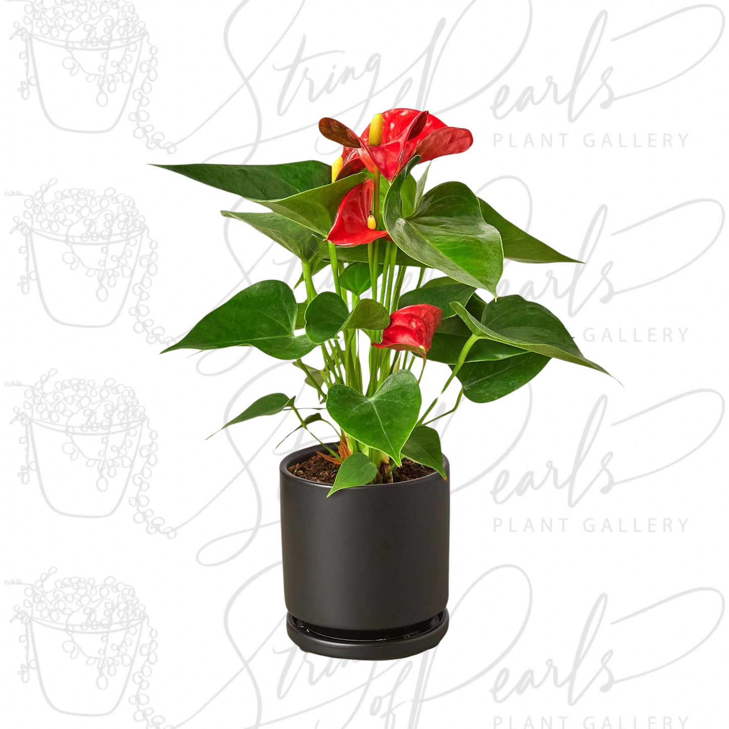 Anthurium 'Red'