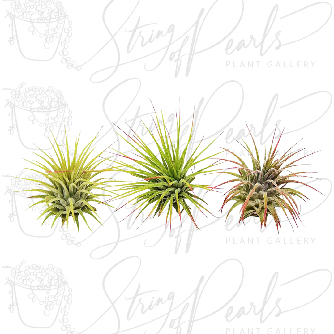 3 Ionantha Guatemala Air Plants / FREE Care Guide / Blooms