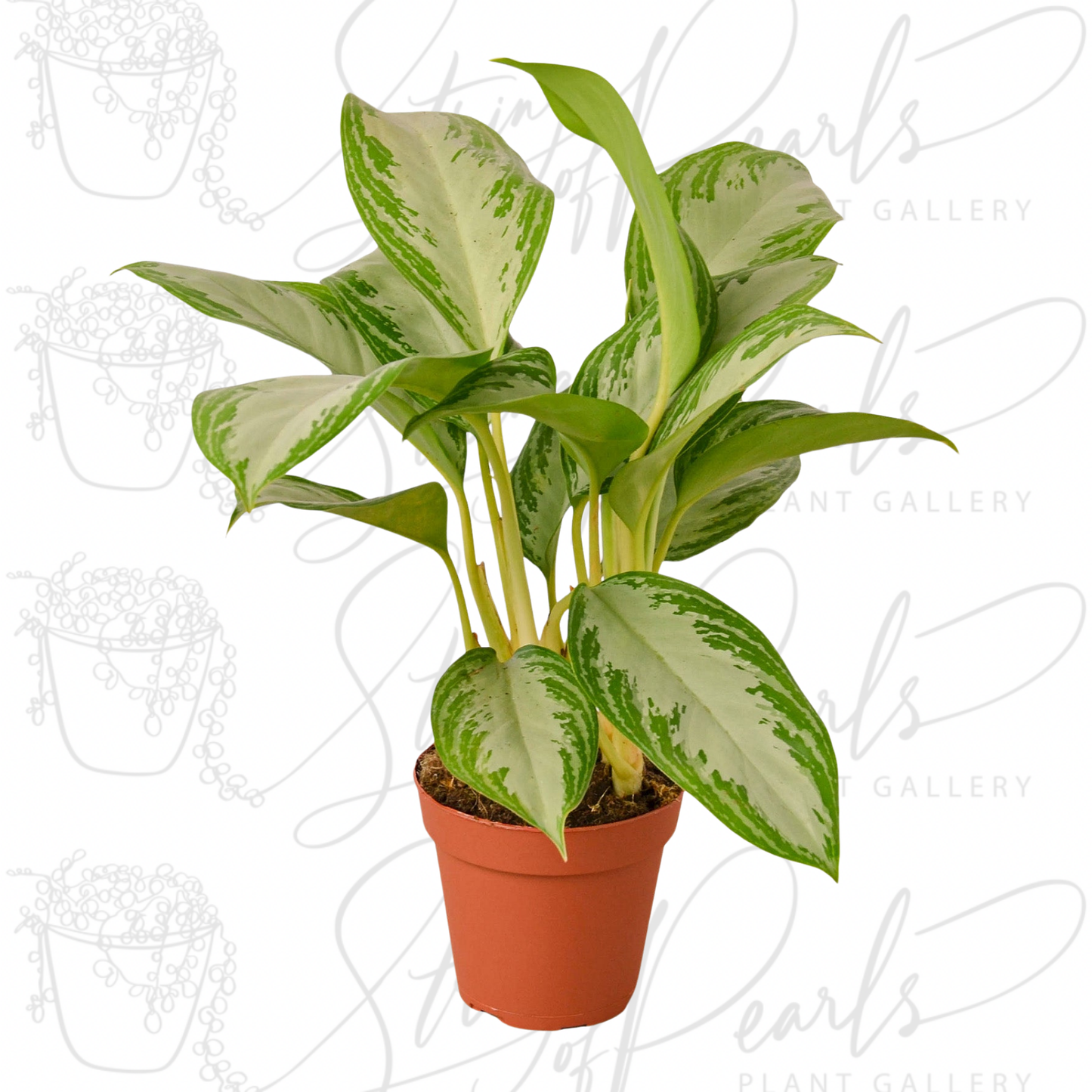 Chinese Evergreen 'Silver Bay'