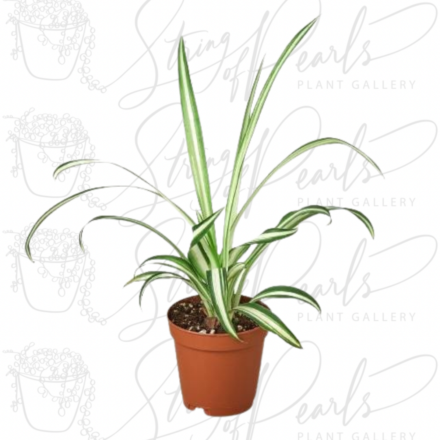 Spider Plant Reverse