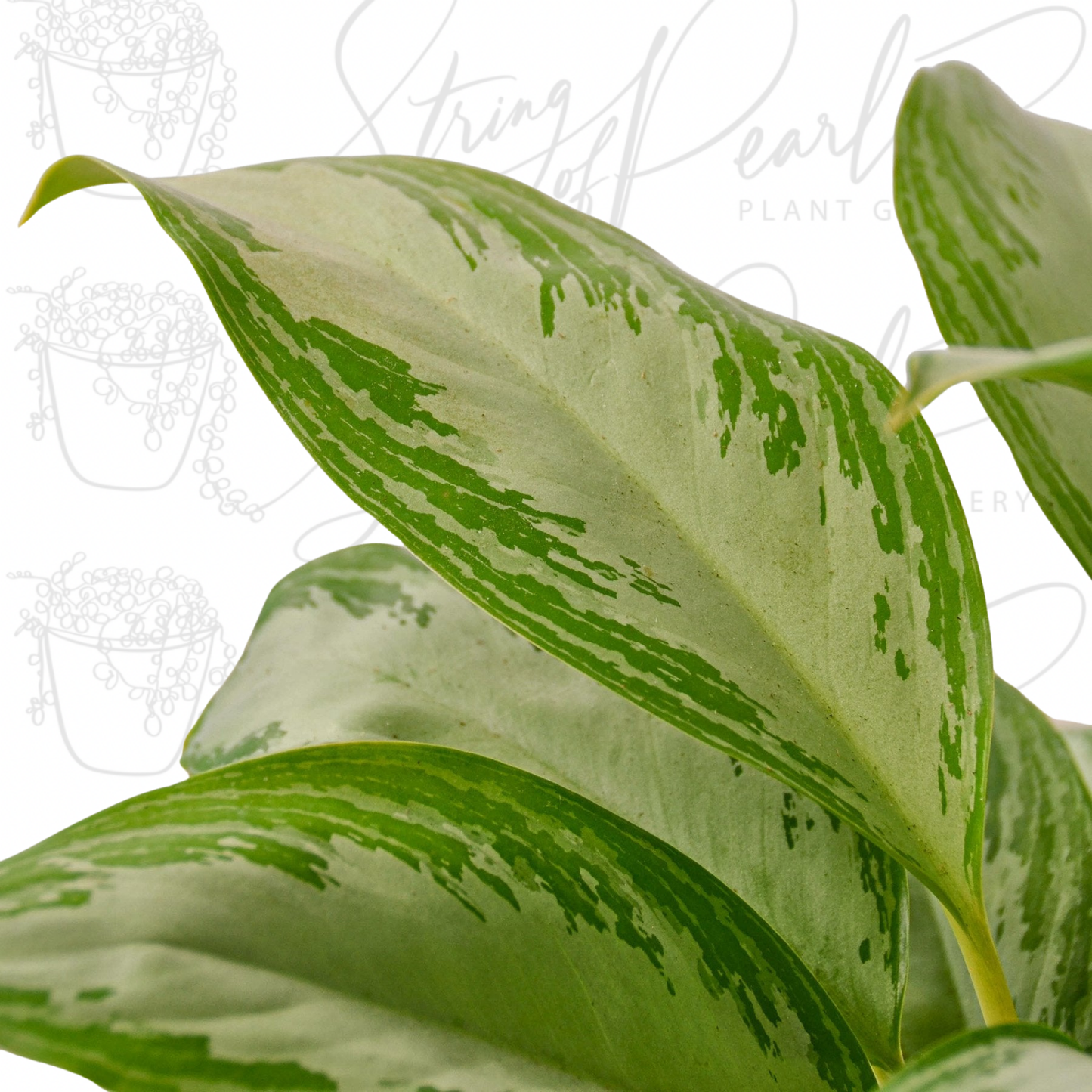 Chinese Evergreen 'Silver Bay'