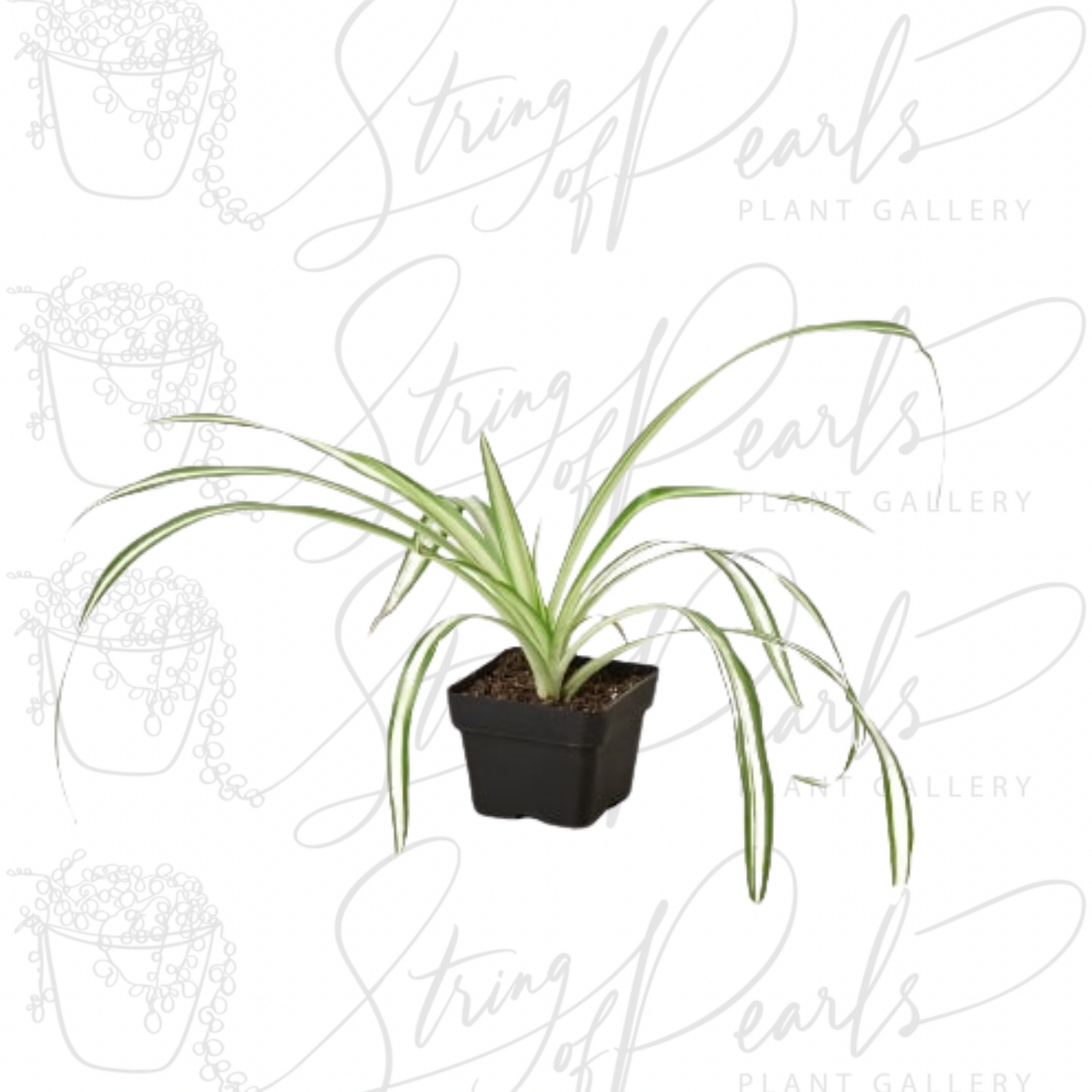 Spider Plant Reverse