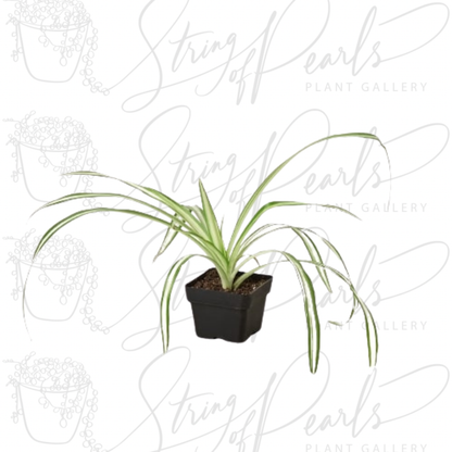 Spider Plant Reverse