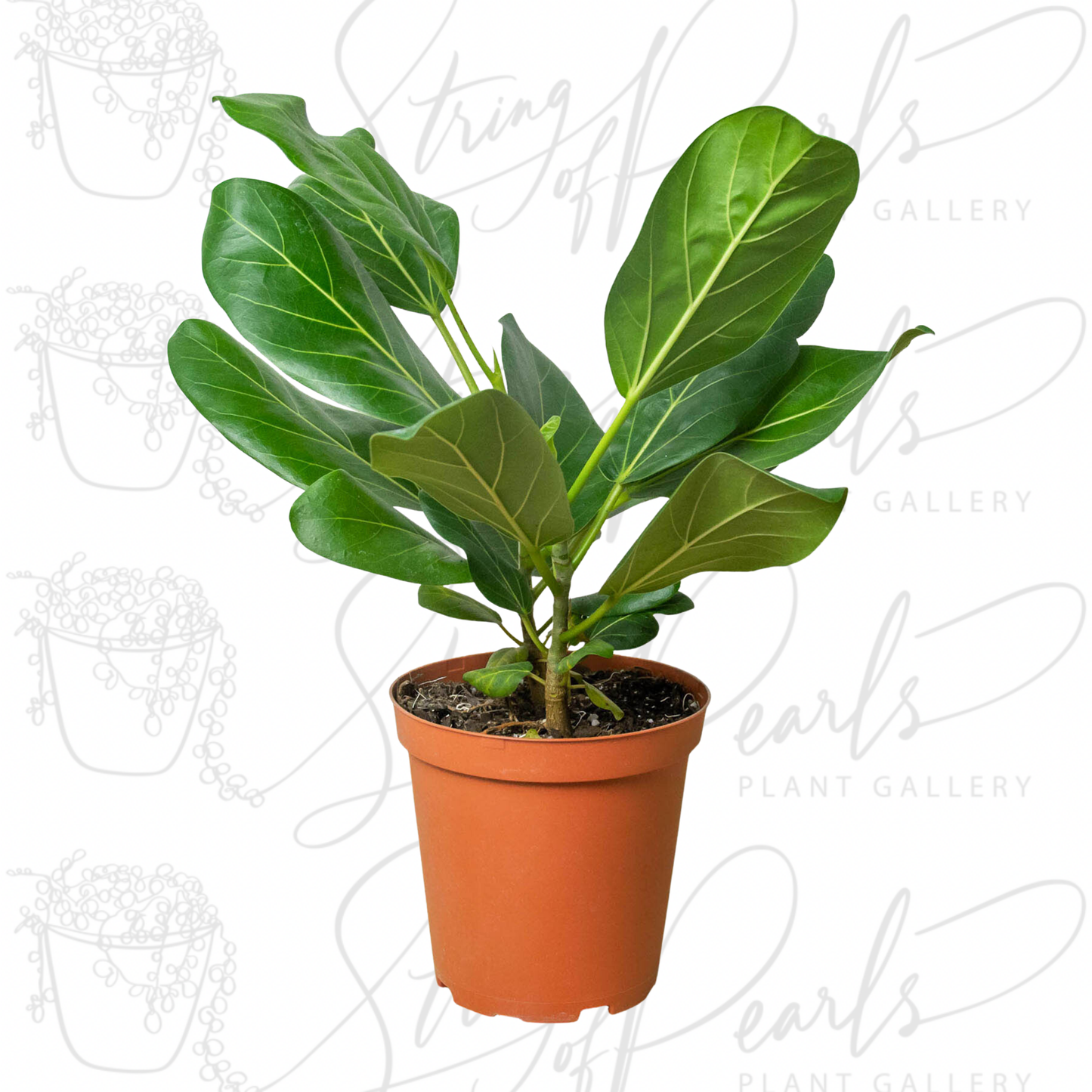 Ficus 'Audrey'